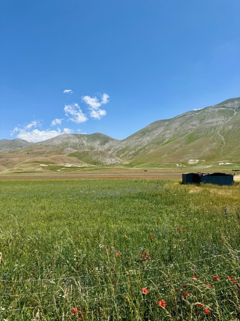 Uitgestrekte bloemenvelden van de Pian Grande in Umbrië, met zicht op de bergen van het Nationaal Park Monte Sibillini