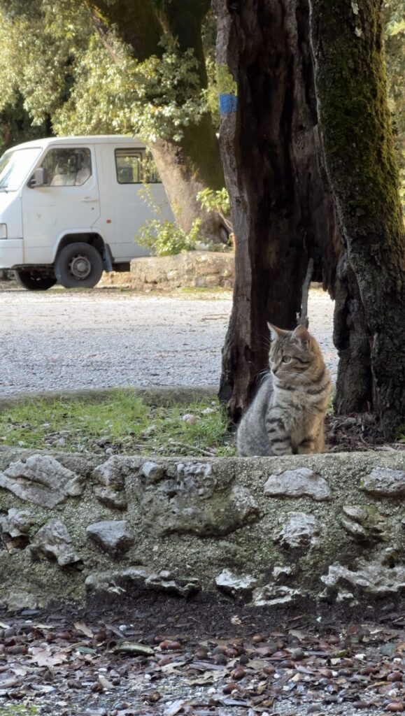 Straatkat in Monteluco bij het einde van de wandeling van Spoleto naar het heilige bos.